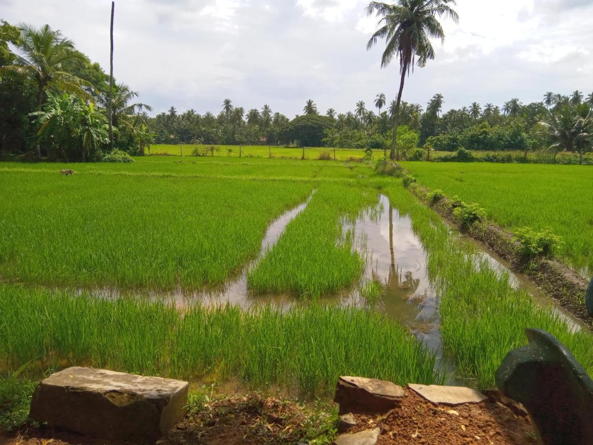Coconut Island Yala Safari Place Tissamaharama Luaran gambar