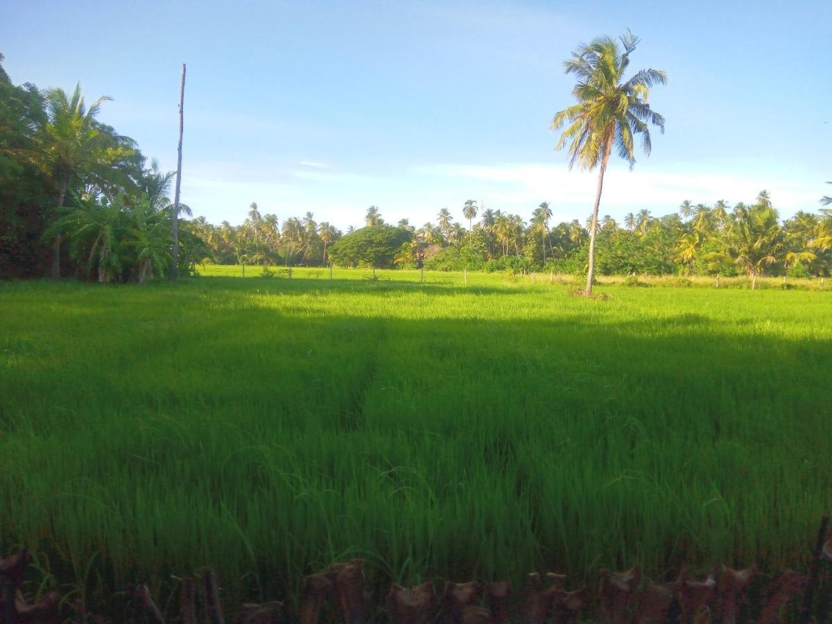 Coconut Island Yala Safari Place Tissamaharama Luaran gambar