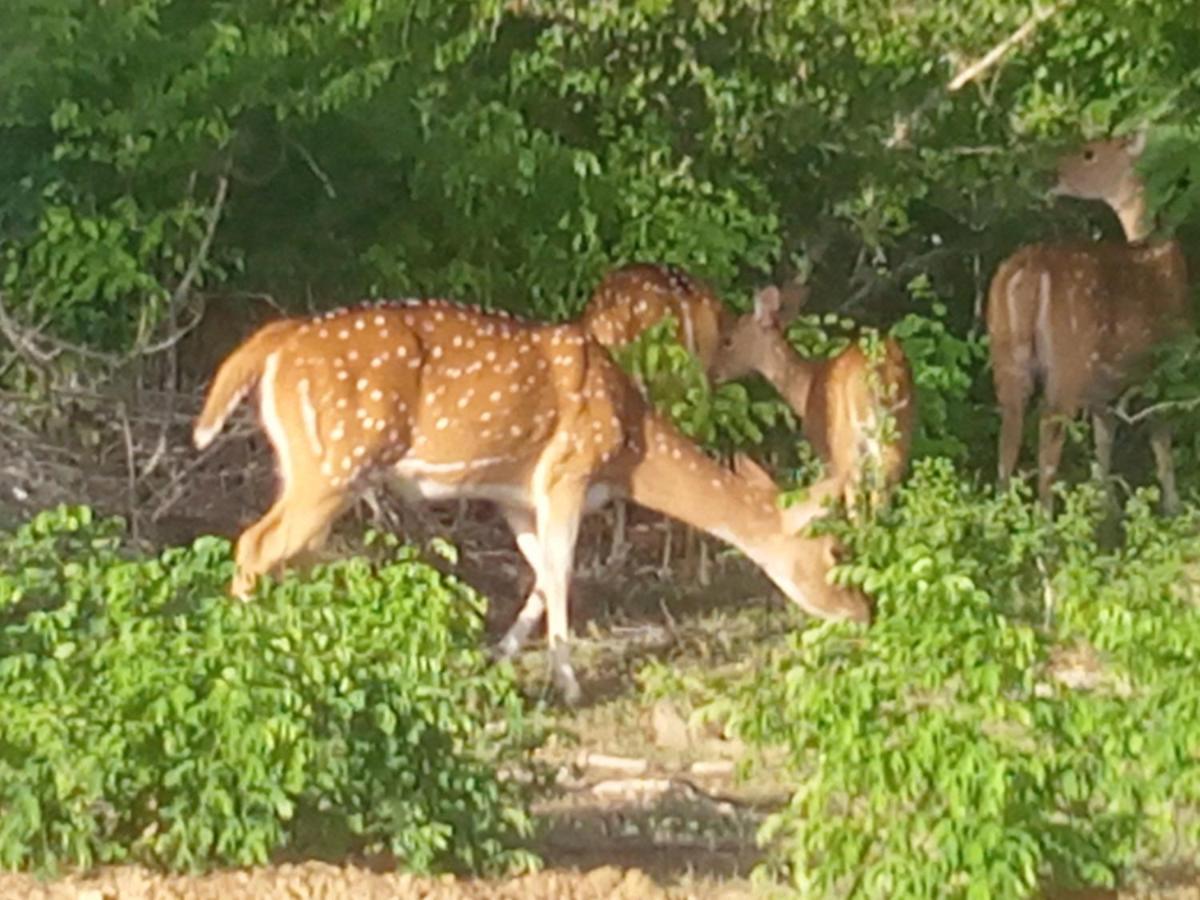 Coconut Island Yala Safari Place Tissamaharama Luaran gambar